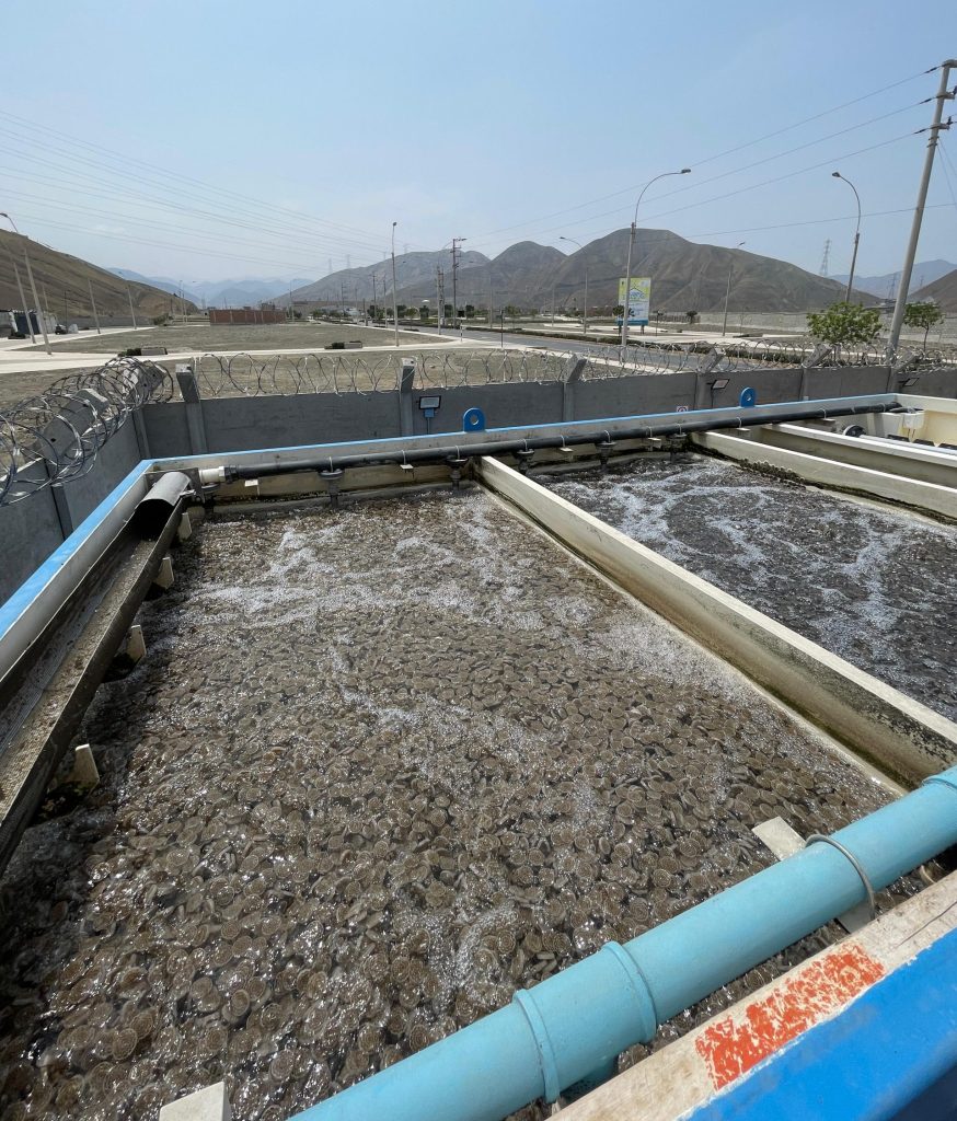 WhatsApp Image 2025 06 21 at 10.01.11 AM scaled e1750518133577 - Flowen.com.pe